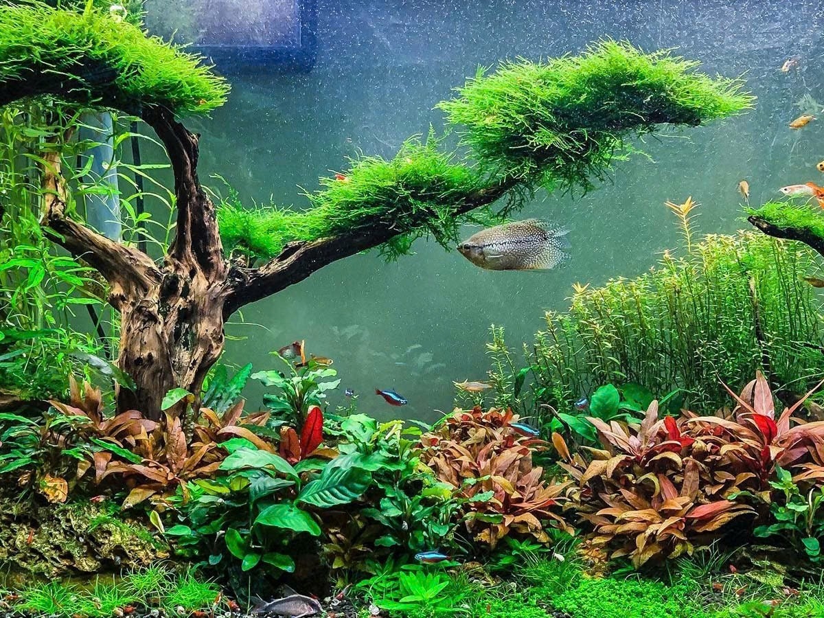 Aquarium