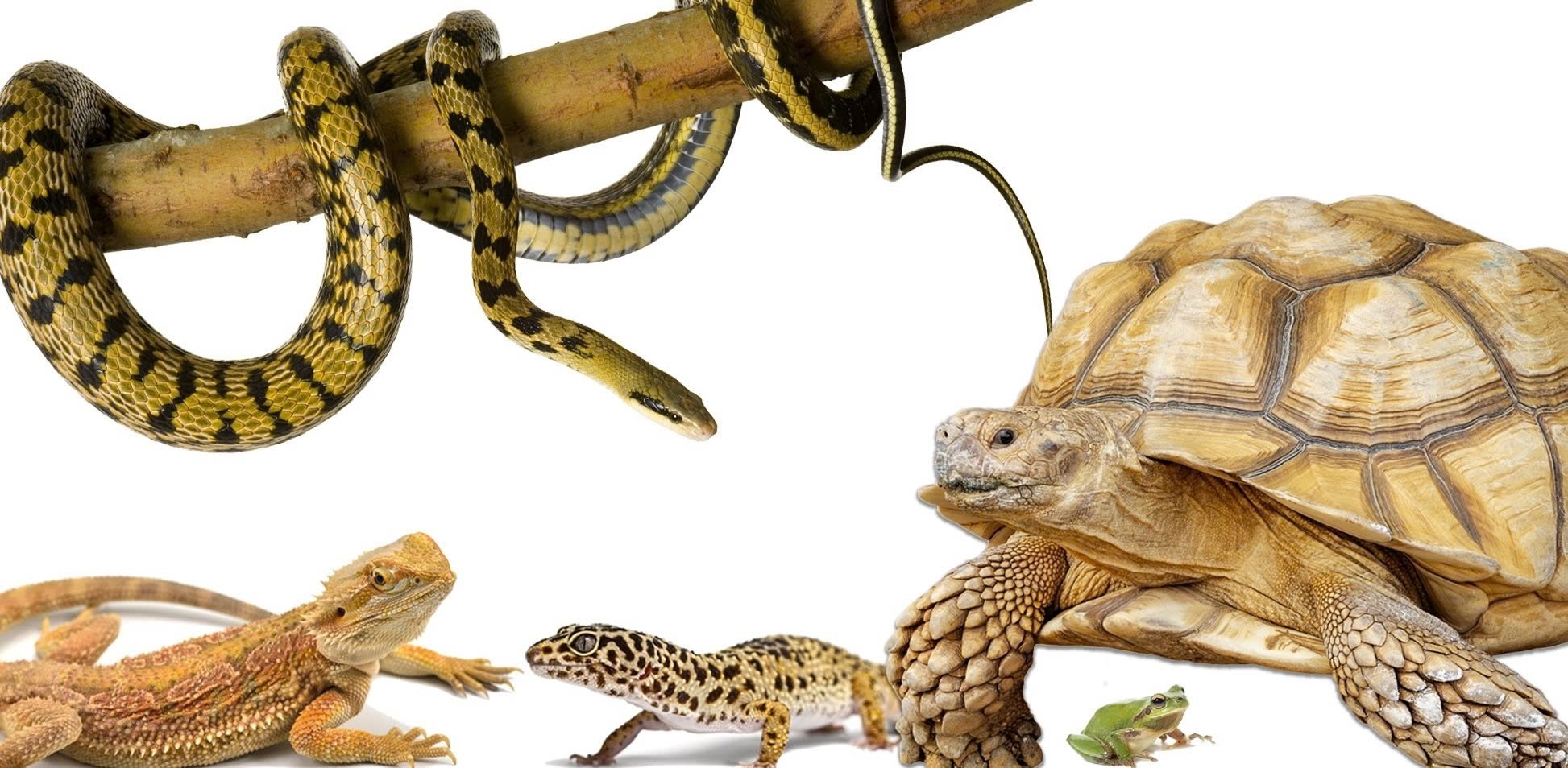 Reptile
