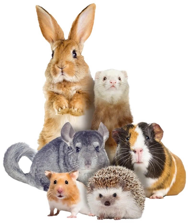 Small Mamals