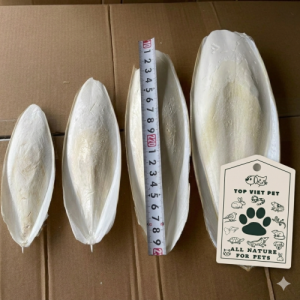 Cuttlefish Bone