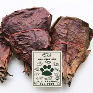 Dried Terminalia Catappa Leaves