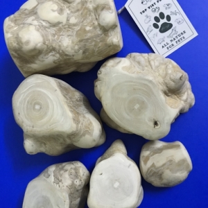 Gorilla Wood Root Chew