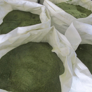 Ulva Lactuca 